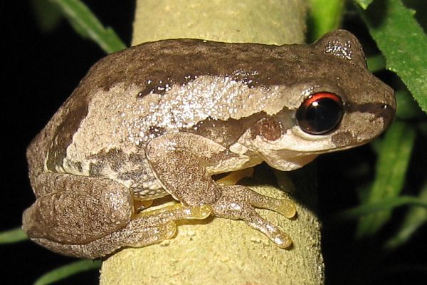 Bleating Tree Frog | Litoria dentata photo