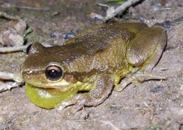 Bleating Tree Frog | Litoria dentata photo