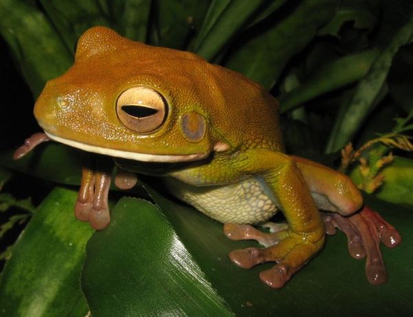 Giant Tree Frog | Litoria infrafrenata photo