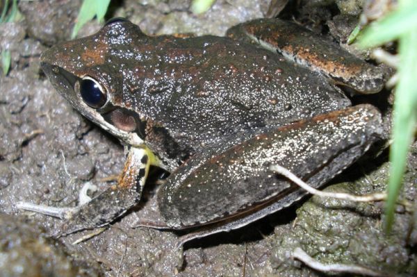 Broad-palmed Frog | Litoria latopalmata photo