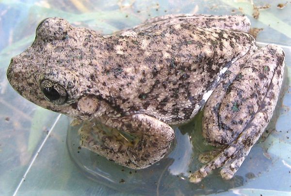 Peron's Tree Frog | Litoria peroni photo