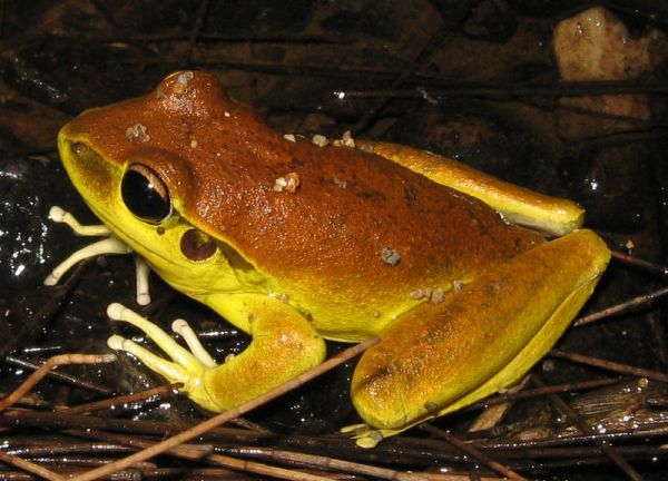 Stoney Creek Frog | Litoria wilcoxi photo