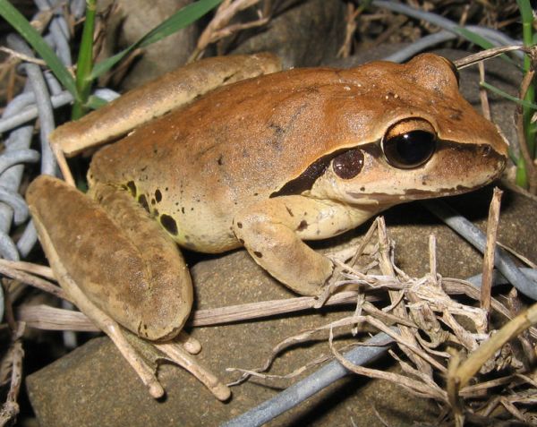 Stoney Creek Frog | Litoria wilcoxi photo