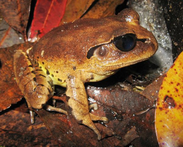 Great Barred Frog | Mixophyes fasciolatus photo