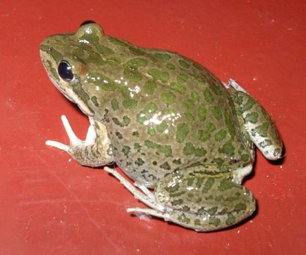 Spotted Marsh Frog | Limnodynastes tasmaniensis photo