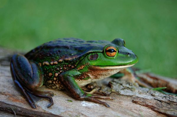 Growling Grass Frog | Litoria raniformis photo