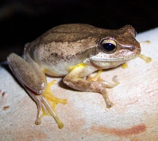 Jervis Bay Tree Frog | Litoria jervisiensis photo