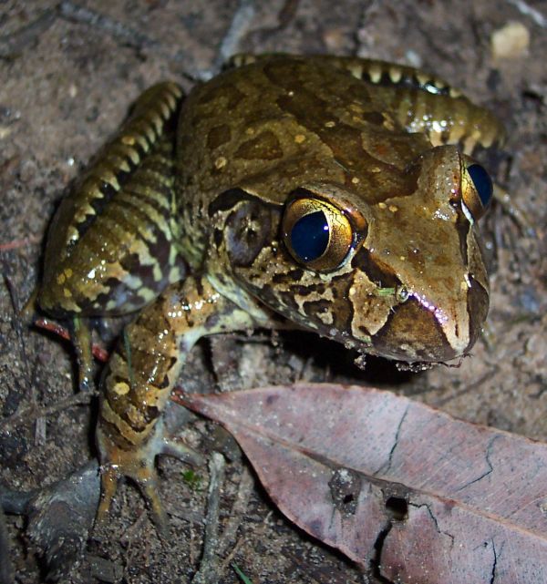 Giant Barred Frog | Mixophyes iteratus photo