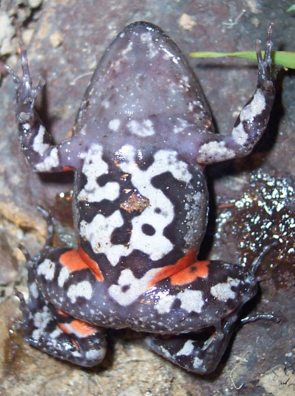 Tusked Frog | Adelotus brevis photo