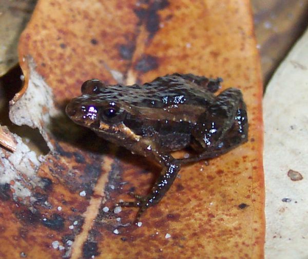 Wallum Froglet | Crinia tinnula photo