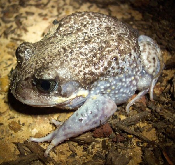 Giant Burrowing Frog | Heleioporus australiacus photo