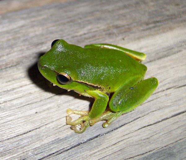 Green Stream Frog | Litoria phyllochroa photo