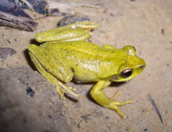 Whirring Tree Frog | Litoria revelata photo