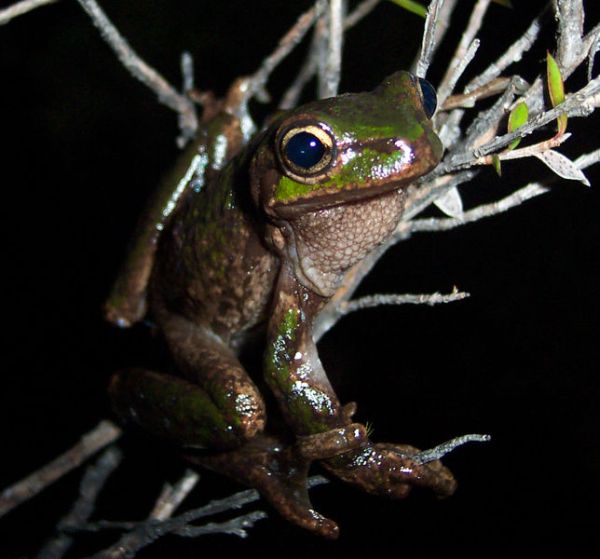 Tasmanian Tree Frog | Litoria burrowsae photo