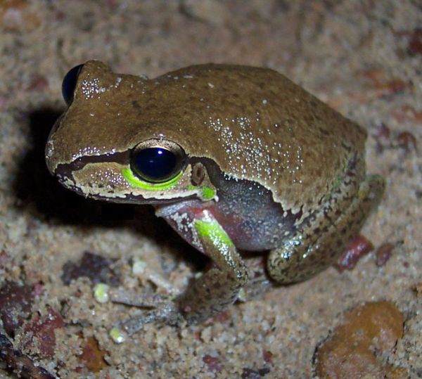 Blue Mountains Tree Frog | Litoria citropa photo