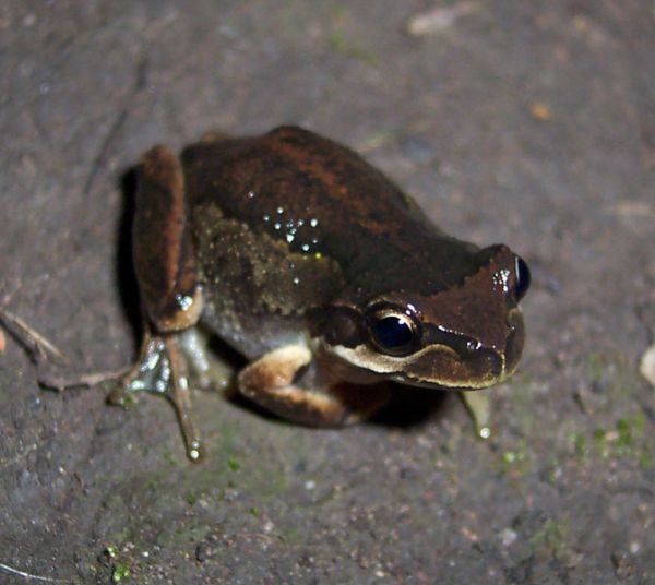 Southern Brown Tree Frog | Litoria ewingi photo