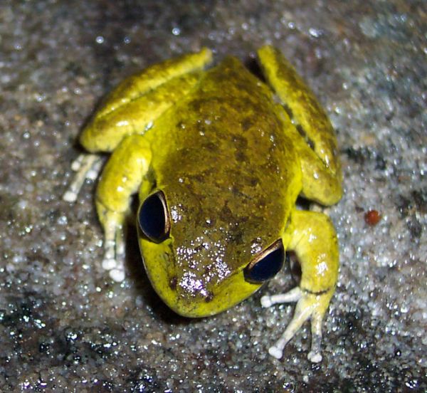 Lesueur's Tree Frog | Litoria lesueuri photo