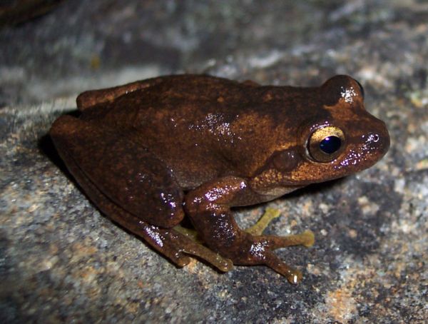 Littlejohn's Tree Frog | Litoria littlejohni photo