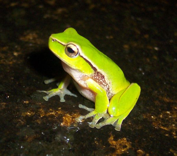 Leaf Green Tree Frog | Litoria nudidigita photo