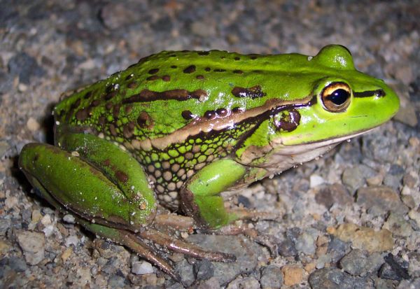 Growling Grass Frog | Litoria raniformis photo