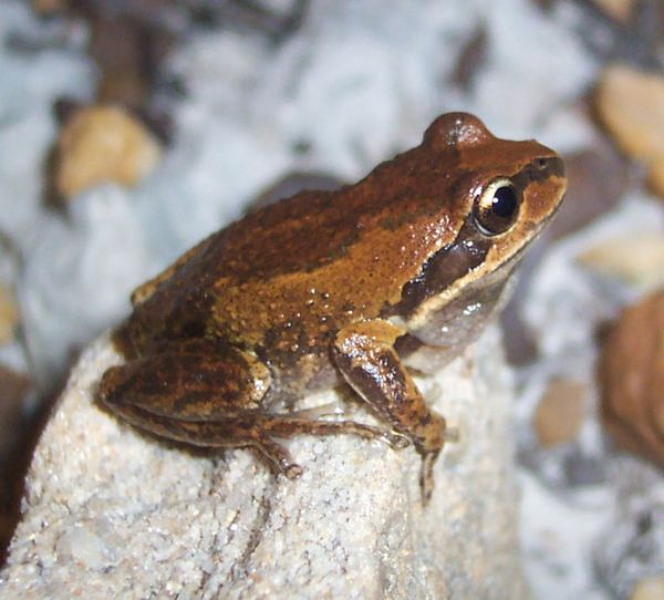 Verreaux's Tree Frog | Litoria verreauxi photo