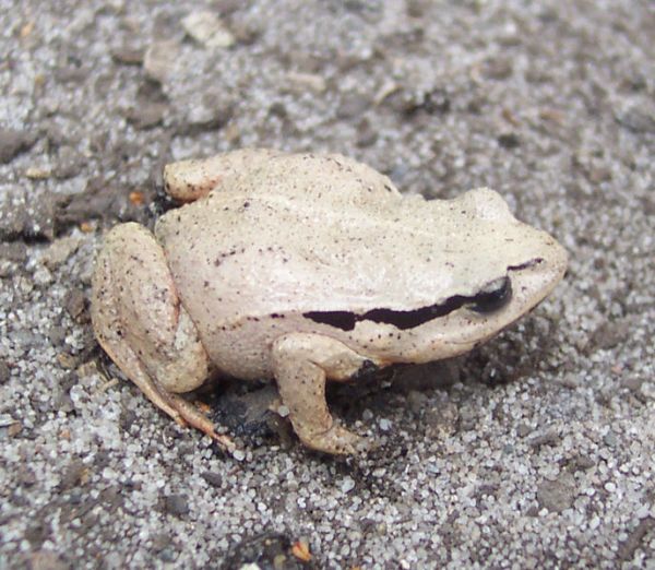 Red-groined Froglet | Paracrinia haswelli photo