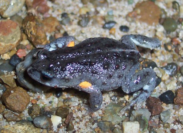 Bibron's Toadlet | Pseudophryne bibroni photo