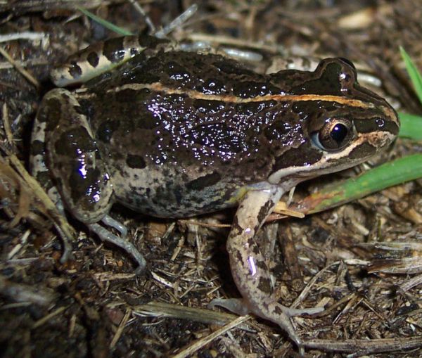 Spotted Marsh Frog | Limnodynastes tasmaniensis photo