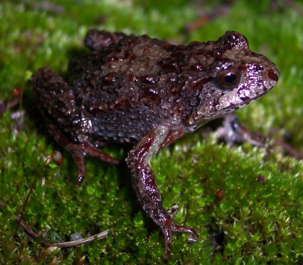 Tasmanian Froglet | Crinia tasmaniensis photo