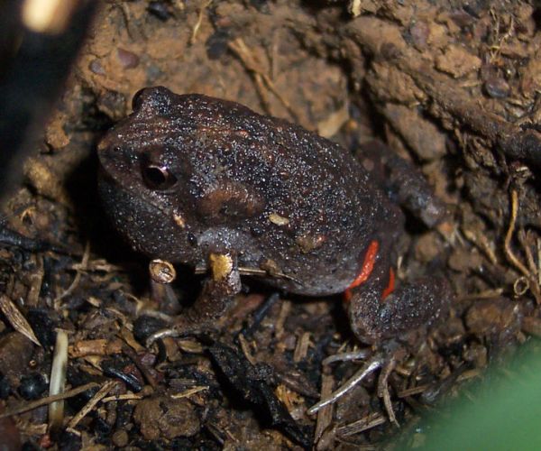 Smooth Toadlet | Uperoleia laevigata photo