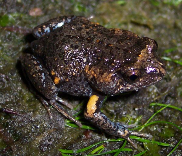 Tyler's Toadlet | Uperoleia tyleri photo