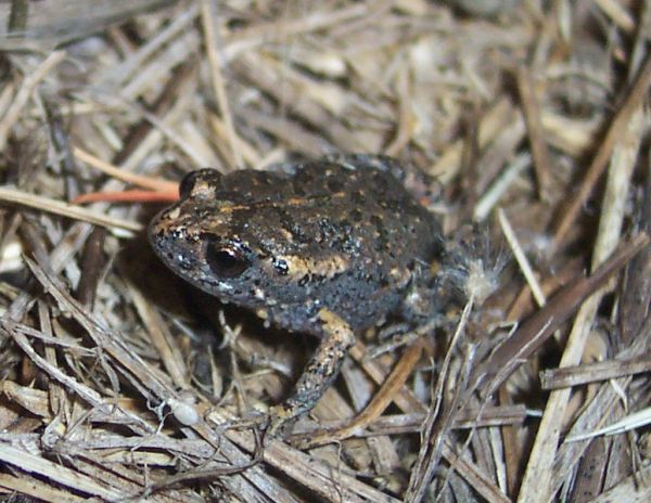 Dusky Toadlet | Uperoleia fusca photo