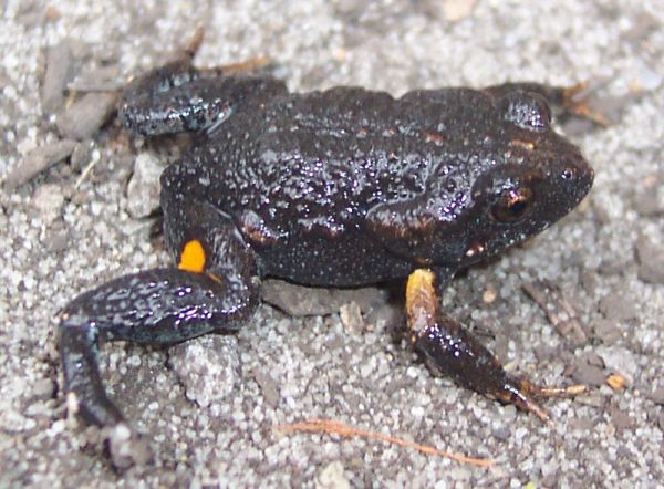 Dusky Toadlet | Uperoleia fusca photo