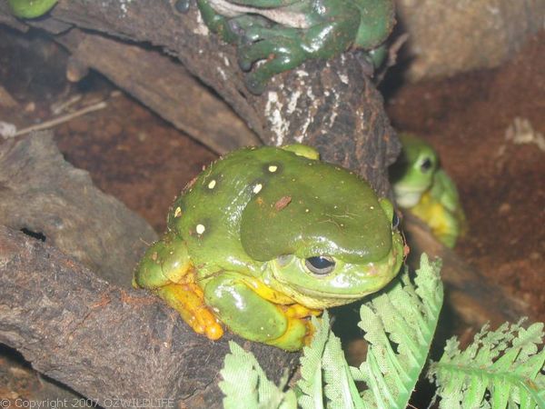 Magnificent Tree Frog | Litoria splendida photo