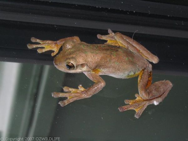 Laughing Treefrog | Litoria tyleri photo