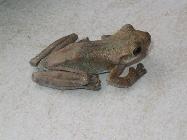 Laughing Treefrog | Litoria tyleri photo