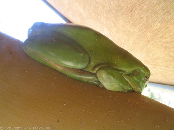 Green Tree Frog | Litoria caerulea photo