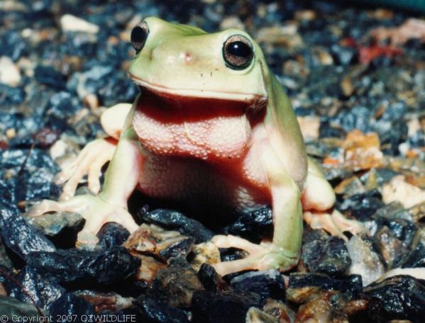 Green Tree Frog | Litoria caerulea photo