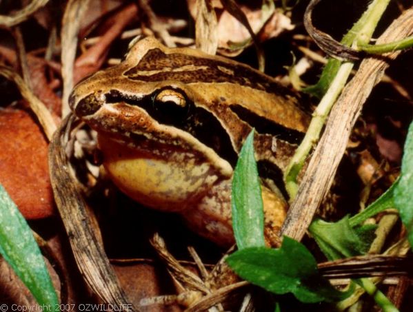 Striped Marsh Frog | Limnodynastes peroni photo