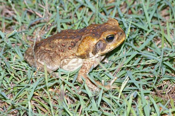 Cane Toad | Bufo marinus Cane Toad | Bufo marinus photo