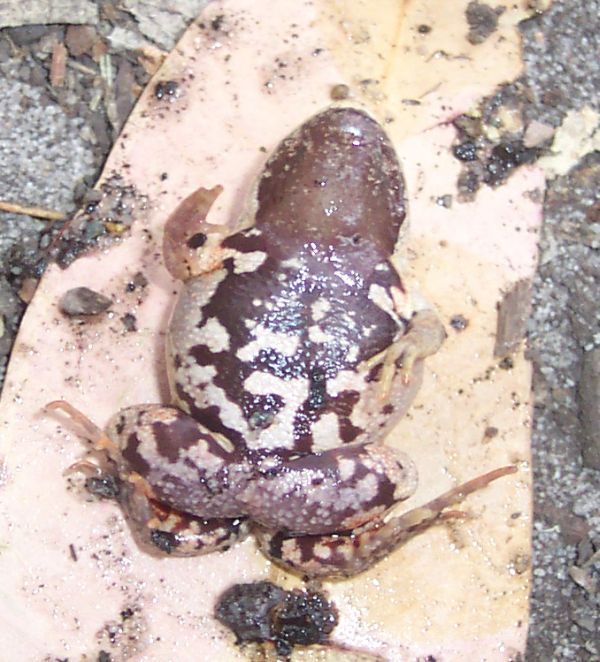 Red-groined Froglet | Paracrinia haswelli photo