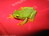 Dainty Tree Frog