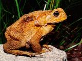 Cane Toad