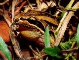 Striped Marsh Frog