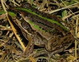 Striped Burrowing Frog