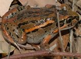 Salmon-striped Frog