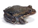 Eastern Banjo Frog