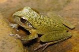 Lesueur's Tree Frog