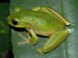 Mountain Stream Tree Frog