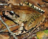 Fleay's Barred Frog